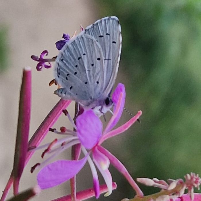 Farfalla