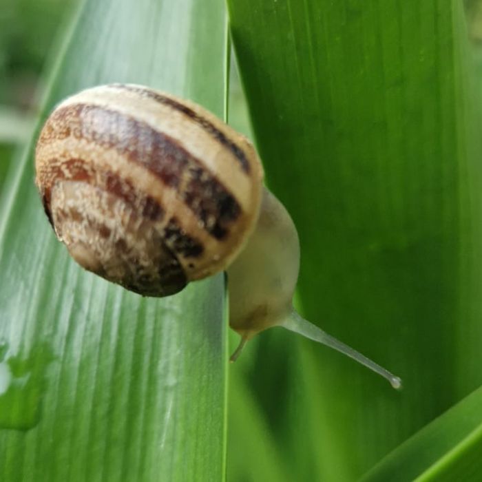 La meditazione con il suono