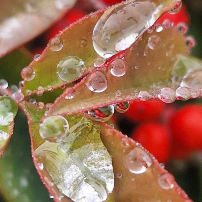 Accogliere le fasi della natura
